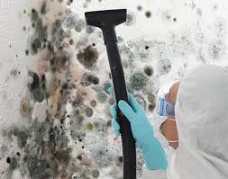 Best Black Mold Removal in West Milwaukee, WI